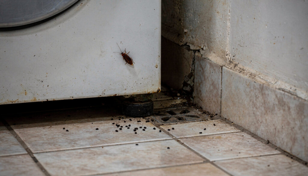 Sinais de cupins e baratas em casa que você não percebe e estão destruindo sua casa