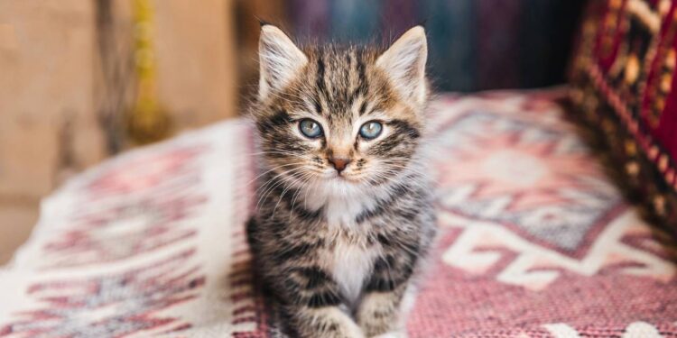 Gato desaparecido por 5 meses na Espanha percorre 250 km e emociona tutores ao voltar sozinho para casa na França