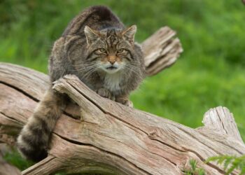 nomes para gatos com cara de bravo