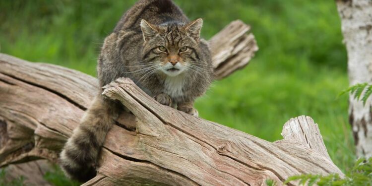 nomes para gatos com cara de bravo