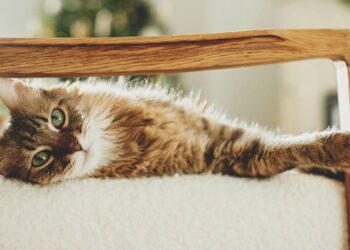 Nomes de personagens famosos que combinam com gatos cheios de personalidade