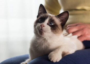 O que significa quando o gato amassa pãozinho em você?