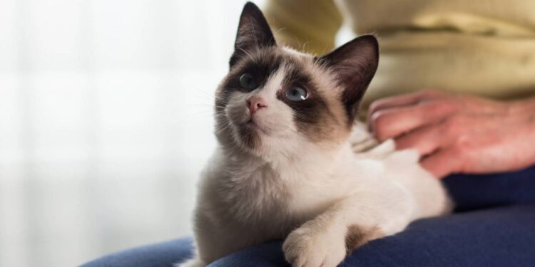 O que significa quando o gato amassa pãozinho em você?
