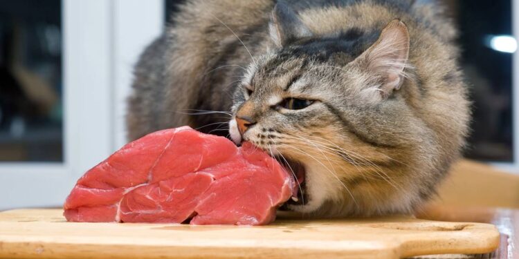 Os alimentos que você nunca deve oferecer ao seu gato e muitos tutores ainda ignoram