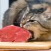 Os alimentos que você nunca deve oferecer ao seu gato e muitos tutores ainda ignoram