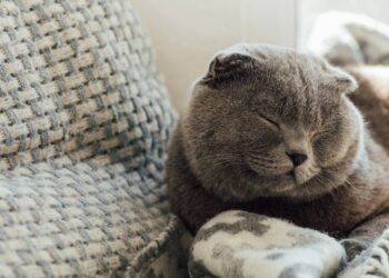 Quanto tempo seu gato realmente deveria dormir por dia e quando se preocupar