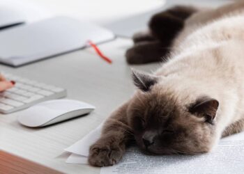 Quanto tempo seu gato realmente deveria dormir por dia e quando se preocupar