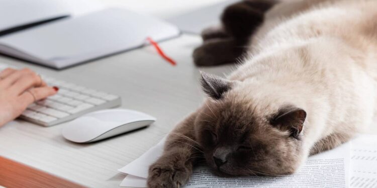 Quanto tempo seu gato realmente deveria dormir por dia e quando se preocupar