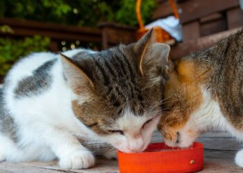 O alimento que pode causar gases, diarreia e desconforto no seu gato