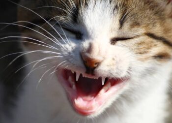 O que significa quando seu gato passa a noite inteira miando sem parar?