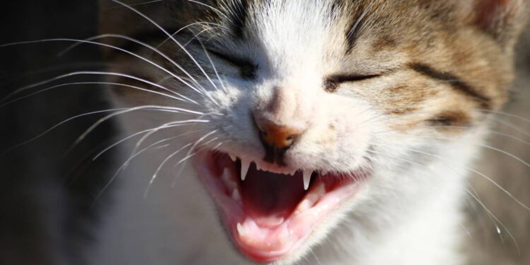 O que significa quando seu gato passa a noite inteira miando sem parar?