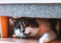 Por que seu gato se esconde quando chegam visitas e como ajudá-lo a se sentir seguro