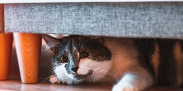 Por que seu gato se esconde quando chegam visitas e como ajudá-lo a se sentir seguro