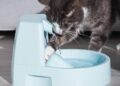 ensinar o gato beber mais água