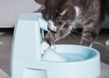 ensinar o gato beber mais água