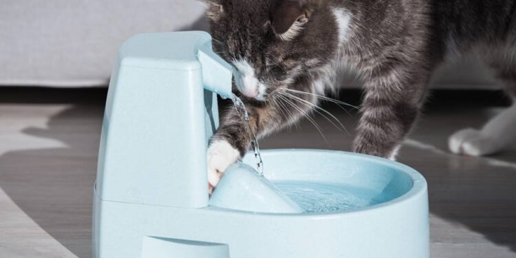 ensinar o gato beber mais água