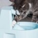 ensinar o gato beber mais água