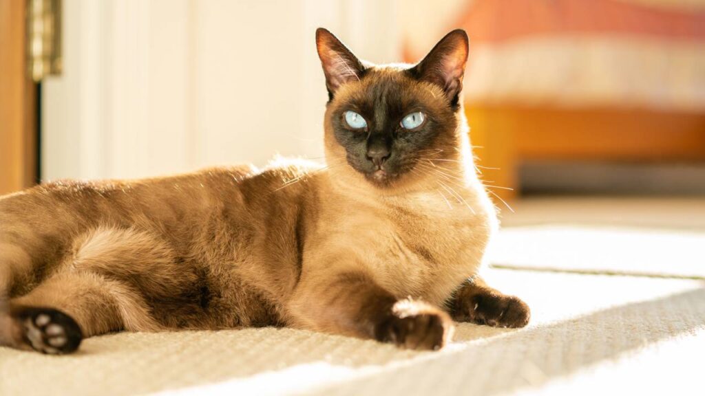 nome para gatos siameses