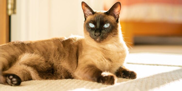 nome para gatos siameses