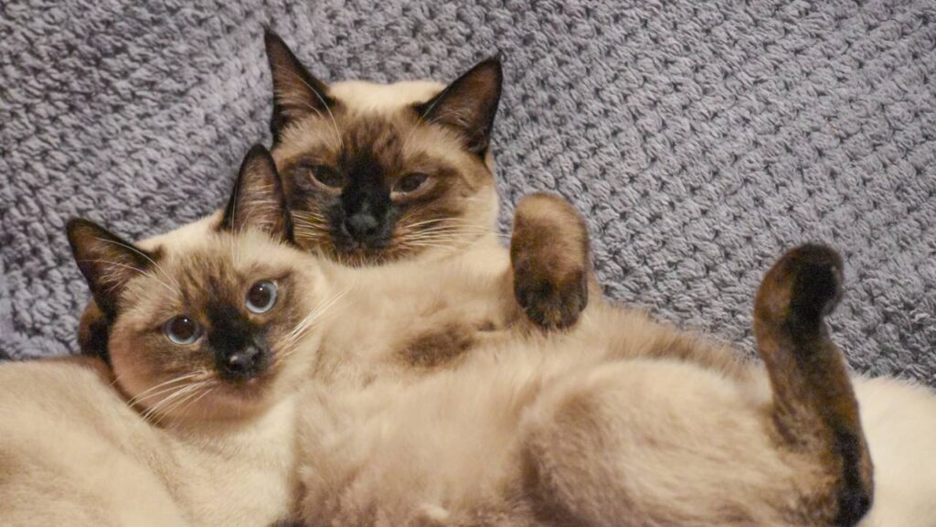 nome para gatos siameses