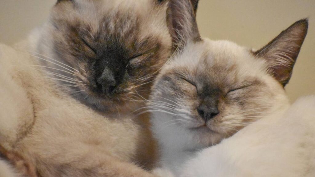 nome para gatos siameses