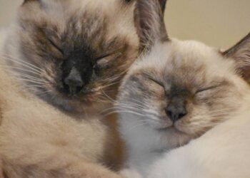 nome para gatos siameses