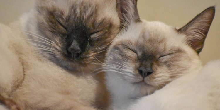 nome para gatos siameses