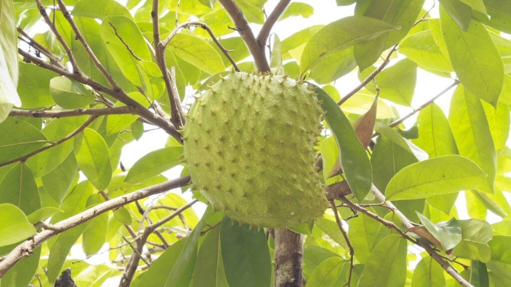 plantio de graviola em vasos
