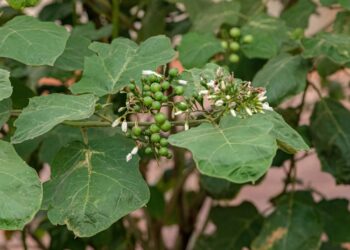 planta com fruta de jurubeba