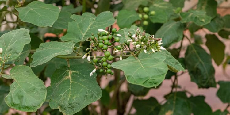 planta com fruta de jurubeba