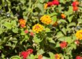 flro de lantana