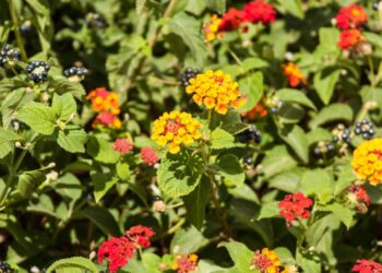 flro de lantana