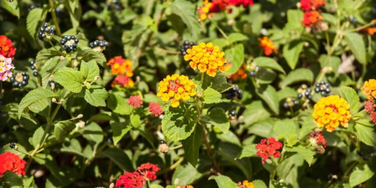 flro de lantana