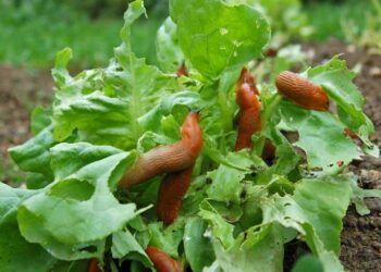 As plantas que ajudam a afastar lesmas e proteger sua horta naturalmente
