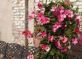 Como plantar mandevilla e ter flores grandes e vibrantes o ano todo em casa ou no jardim