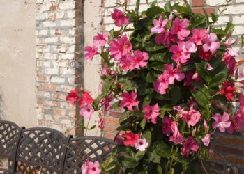 Como plantar mandevilla e ter flores grandes e vibrantes o ano todo em casa ou no jardim