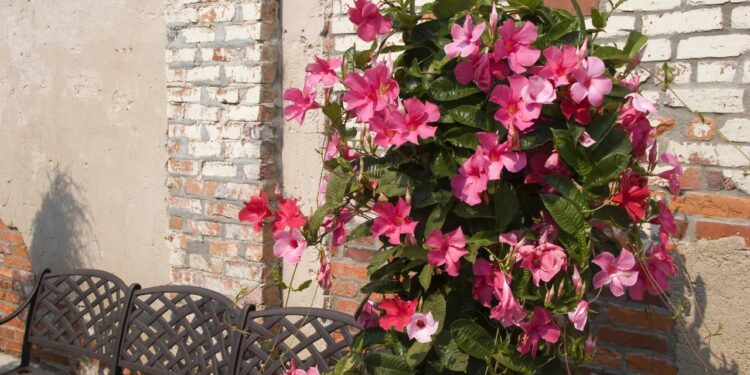 Como plantar mandevilla e ter flores grandes e vibrantes o ano todo em casa ou no jardim