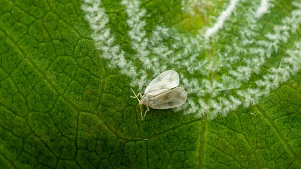 Pragas de janeiro ameaçam plantas e exigem atenção redobrada no verão