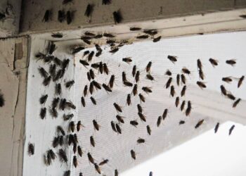 moscas dentro de casa