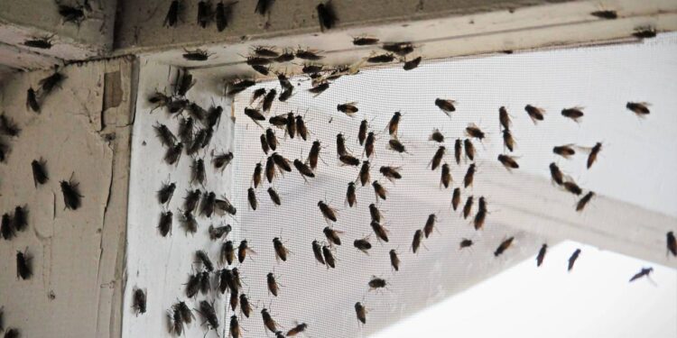 moscas dentro de casa