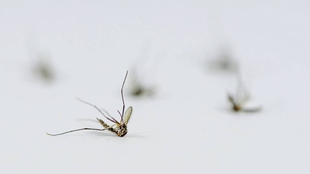 Entenda por que o verão só potencializa o mosquito e como evitar isso