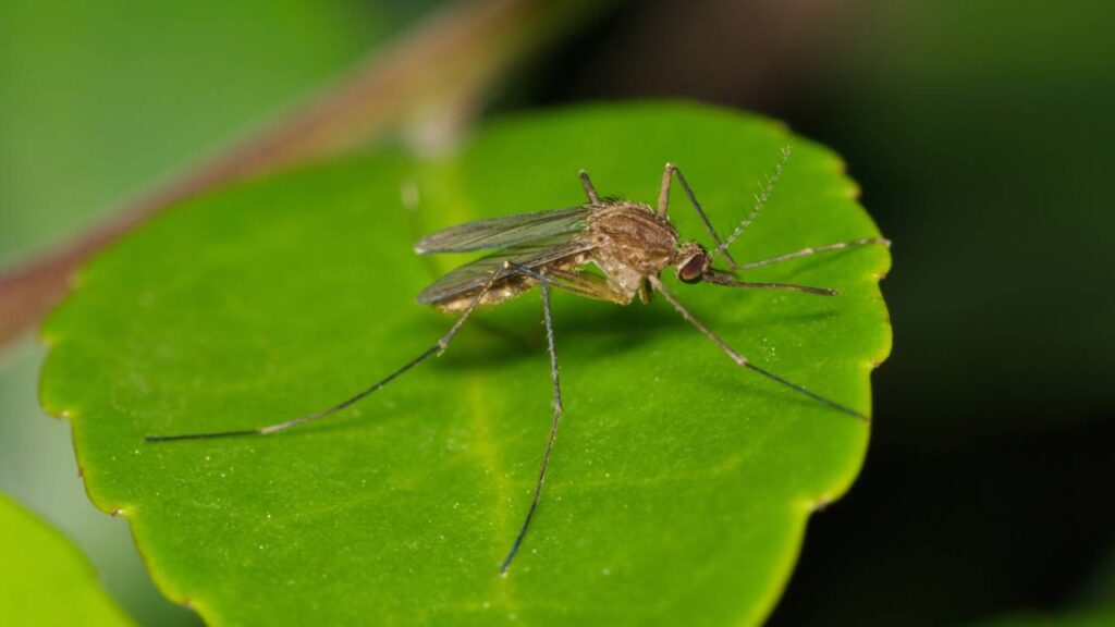 Entenda por que o verão só potencializa o mosquito e como evitar isso