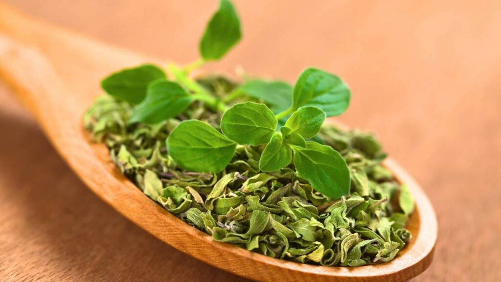 Aprenda como plantar orégano em casa sem perder a muda e tenha tempero fresco o ano inteiro