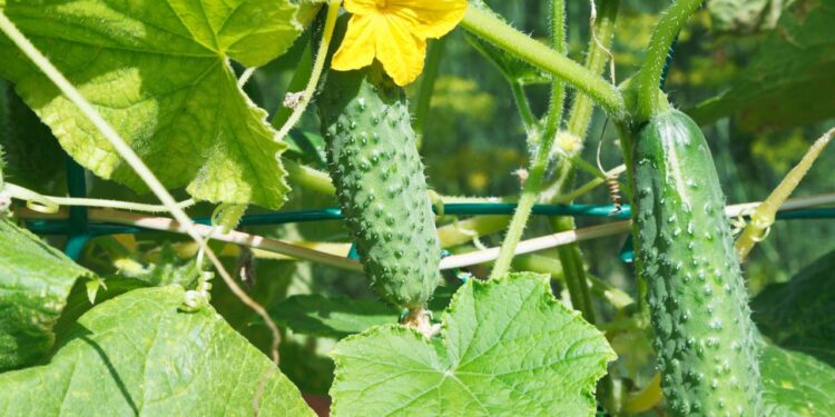 pepino colhido in natura