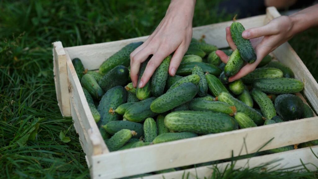 pepino colhido in natura