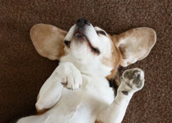 Postura de barriga para cima faz parte da comunicação canina e pode revelar comportamento de busca por interação com o tutor