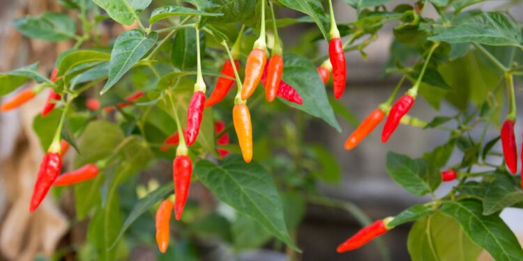 Como escolher o vaso perfeito para sua pimenteira crescer saudável