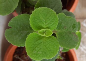 Aprenda como plantar orégano em casa sem perder a muda e tenha tempero fresco o ano inteiro