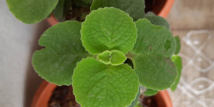 Aprenda como plantar orégano em casa sem perder a muda e tenha tempero fresco o ano inteiro
