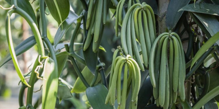 plantar vagem em casa